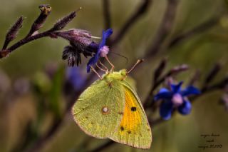 Sar Azamet (Colias croceus)