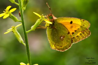 Sar� Azamet&nbsp;(Colias&nbsp;croceus)