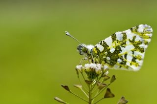 Da Oykls (Euchloe ausonia)