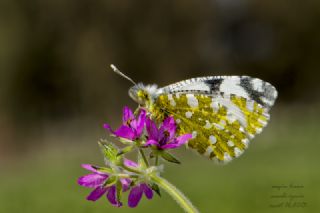 Da Oykls (Euchloe ausonia)