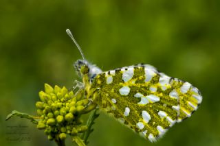 Da Oykls (Euchloe ausonia)