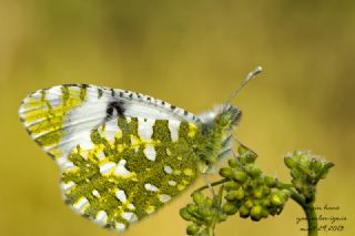 Da Oykls (Euchloe ausonia)