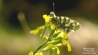 Da Oykls (Euchloe ausonia)