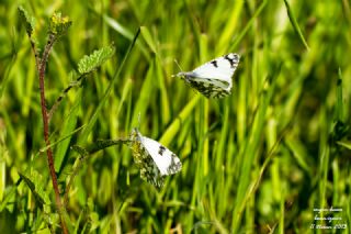 Da� Oykl�s��&nbsp;(Euchloe&nbsp;ausonia)