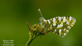 Da Oykls (Euchloe ausonia)