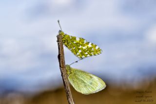 Da Oykls (Euchloe ausonia)