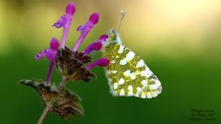 Da Oykls (Euchloe ausonia)