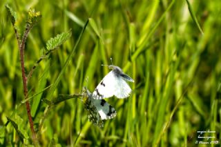 Da� Oykl�s��&nbsp;(Euchloe&nbsp;ausonia)