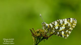 Da Oykls (Euchloe ausonia)