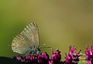 Byk Sevbeni (Satyrium ilicis)