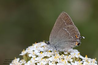 Minik Sevbeni&nbsp;(Satyrium&nbsp;acaciae)