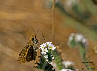 Beyaz illi Kara Zpzp (Pelopidas  thrax)