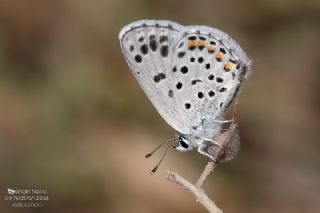 Himalaya Mavisi&nbsp;(Pseudophilotes&nbsp;vicrama)