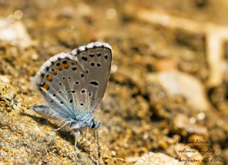Himalaya Mavisi (Pseudophilotes vicrama)