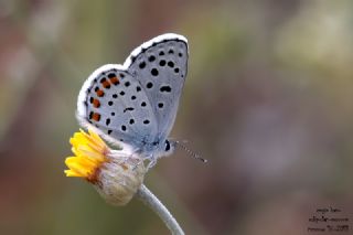 Himalaya Mavisi&nbsp;(Pseudophilotes&nbsp;vicrama)