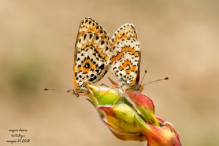 Gzel parhan (Melitaea trivia)