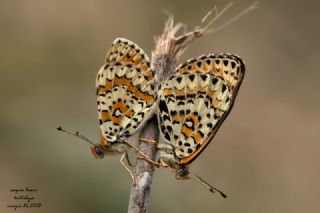 Gzel parhan (Melitaea trivia)