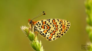 Gzel parhan (Melitaea syriaca)