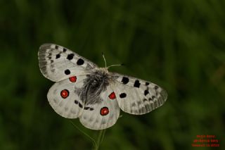 Apollo&nbsp;(Parnassius&nbsp;apollo)