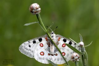 Apollo&nbsp;(Parnassius&nbsp;apollo)