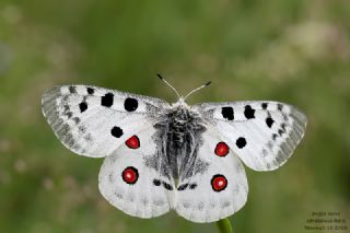 Apollo (Parnassius apollo)
