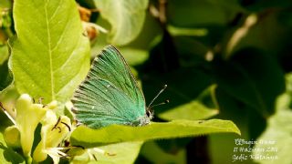 Anadolu Zmrt (Callophrys paulae)