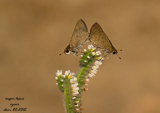 Cce Zpzp (Gegenes pumilio)