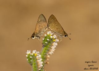 Cce Zpzp (Gegenes pumilio)