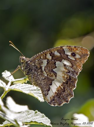 Kara Murat (Brintesia  circe)