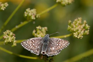 Sar� Bandl� Z�pz�p&nbsp;(Pyrgus&nbsp;sidae)