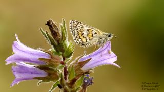 Sarbandl Zpzp (Pyrgus sidae)