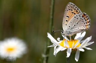 Ate� Bak�r G�zeli&nbsp;(Lycaena&nbsp;candens)