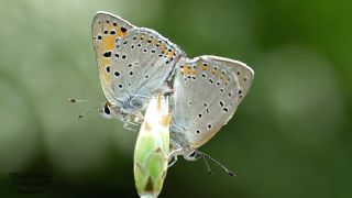 Ate Bakr Gzeli (Lycaena candens)