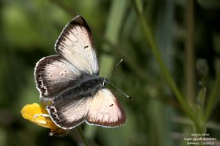 Ate� Bak�r G�zeli&nbsp;(Lycaena&nbsp;candens)