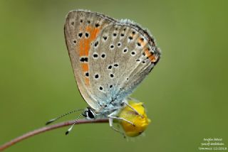 Ate� Bak�r G�zeli&nbsp;(Lycaena&nbsp;candens)