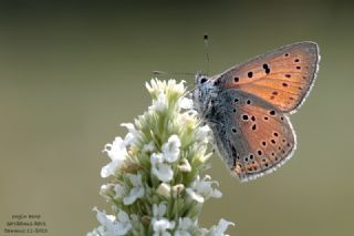 Ate� Bak�r G�zeli&nbsp;(Lycaena&nbsp;candens)