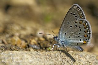 Anadolu Esmergz (Plebejus modicus)