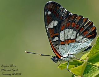 Akdeniz Hanmeli Kelebei (Limenitis reducta)