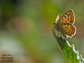 Kk Ate Gzeli (Lycaena thersamon)