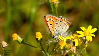 K���k Ate� G�zeli&nbsp;(Lycaena&nbsp;thersamon)