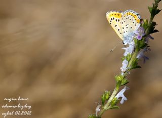 Kk Ate Gzeli (Lycaena thersamon)