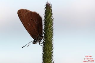 Esmer Korubeni (Phengaris nausithous)