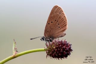 Esmer Korubeni&nbsp;(Phengaris&nbsp;nausithous)
