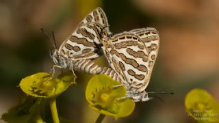 �eytanc�k&nbsp;(Cigaritis&nbsp;acamas)