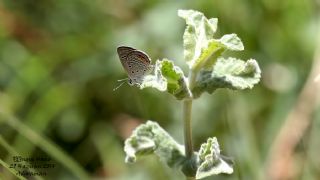 Mcevher Kelebei (Chilades trochylus)