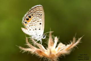 Mcevher Kelebei (Chilades trochylus)