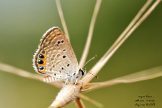 Mcevher Kelebei (Chilades trochylus)