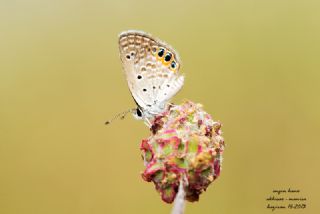 Mcevher Kelebei (Chilades trochylus)