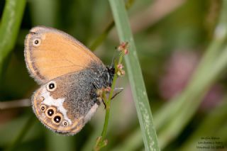Funda Z�pz�p Perisi&nbsp;(Coenonympha&nbsp;arcania)