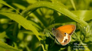 Funda Zpzp Perisi (Coenonympha arcania)